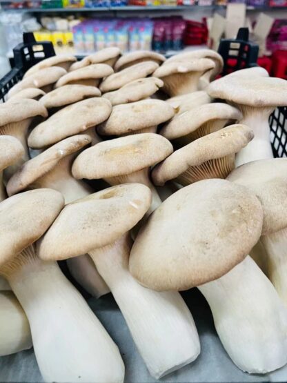 King oyster mushroom 500g 杏鲍菇 500g