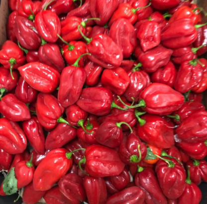 Habanero Chili 爆辣哈瓦那辣椒 ca500g