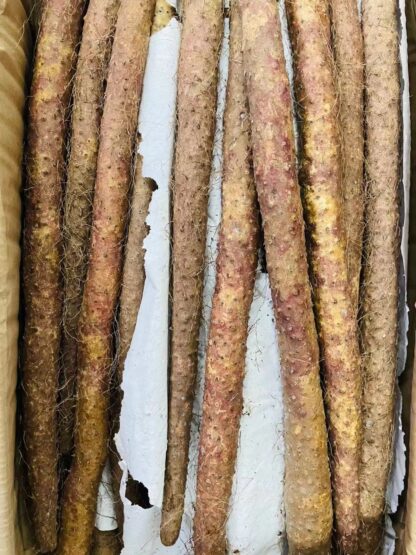 Chinese yam 中国铁棍山药 ca500g