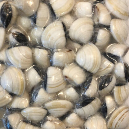 Asian choice white clams 60/80 1KG 蛤蜊 1kg