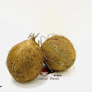 Coconuts Brown 3st 椰子 3个