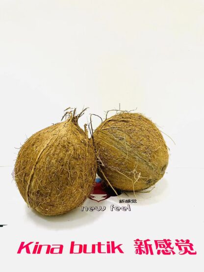 Coconuts Brown 3st 椰子 3个